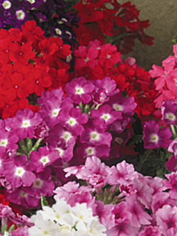 Verbena Curgatoare Pendula (0.4 g) planta curgatoare cu flori viu colorate in inflorescente compacte, Opal