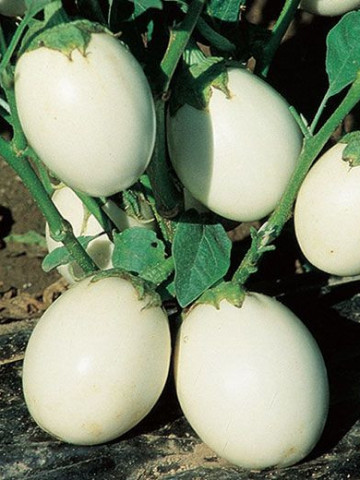 Vinete White Egg (60 seminte) vinete albe in forma de ou, Agrosem