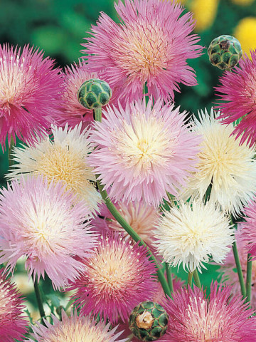 Vinetica parfumata mix (0.4 gr) seminte de Centaurea imperialis cu flori parfumate, colorate in mov, alb, galben, roz, Agrosem