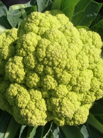 Vitaverde F1 (2500 seminte) conopida ce se preteaza foarte bine la conditii de culturi diferite culoarea capatanii este verde deschis ajungand pana la 1.5-2.5 kg, Rijk Zwaan