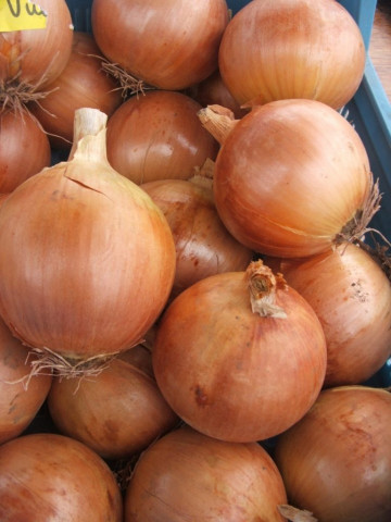 Vuelta F1 (250.000 seminte) de ceapa cu un sistem puternic de radacini care asigura foliajului o dezvoltare viguroasa fiind recomandata pentru o perioada extrem de lunga pentru pastrare, Takii Seeds