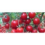 Yeniceri F1 (250 seminte) de tomate cherry nedeterminate de culoare rosu inchis cu fructe tari de inalta calitate avand perioada lunga de depozitare, Yuksel