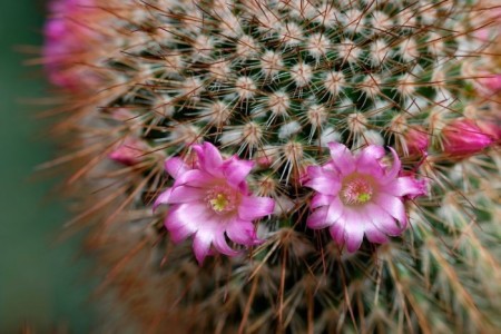 Baja Cactus Blossom Fragrance Oil