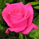 MONDIJAL