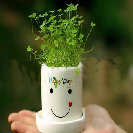 Ghiveci cu seminte Happy Day