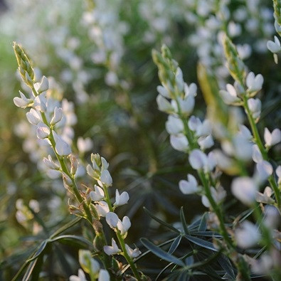 lupin amar seminte