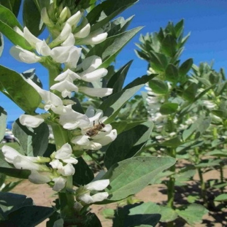 samanta vicia faba sau seminte bob de vanzare