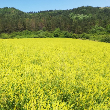 sulfina galbena seminte plante melifere si plante furajere