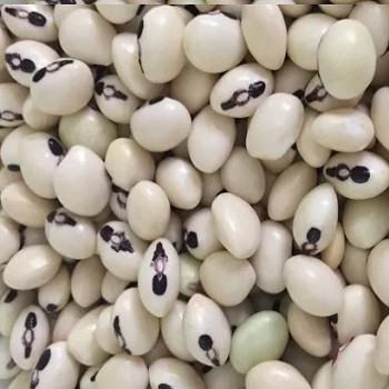 seminte fasolita, cowpea sau fasole ochi negri