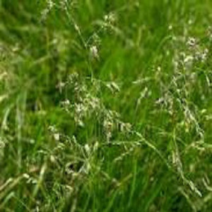 Firuta (Poa pratensis)