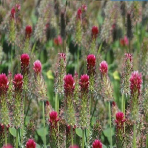 Trifoi incarnat (Trifolium incarnatum)