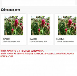 soiuri de trifoi incarnat sau crimson diferite de trifoi de alexandria