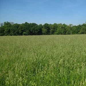 Golomat (Dactylis glomerata)