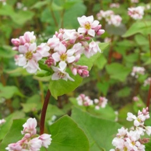 Hrisca (Fagopyrum esculentum)