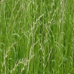 Raigras italian (Lolium multiflorum Lam.)