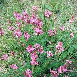 Sparceta (Onobrychis viciiflora)