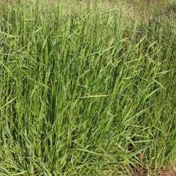 Iarba mare (Agrostis gigantea)