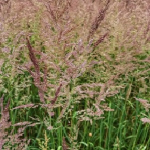 Iarba campului (Agrostis capillaris)