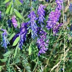 Mazariche paroasa (vicia villosa)