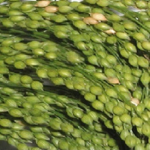 Mei alb (Panicum miliaceum)