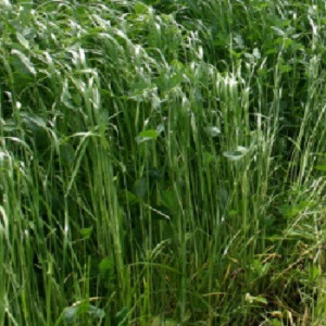 Festulolium