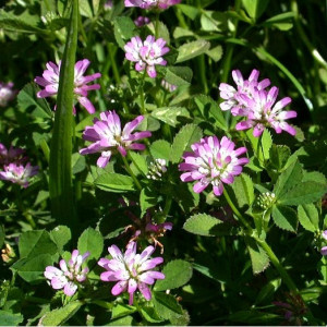 Trifoi persan (Trifolium resupinatum)