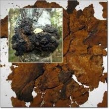 Chaga - pulbere - 50g - ciuperca de mesteacan