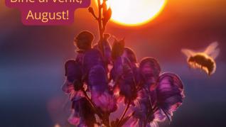 Augustru, Măselar, Gustar, Secerar sau August, cum îl știm cu toții!