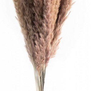 Buchet pampas Boozka, 30 fire, maro, 55 cm