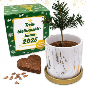 Set de seminte si ghiveci pentru crestere brad de Craciun Luftgold, alb/auriu, ceramica, 11 cm