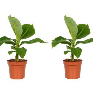 Set de 2 plante Perfect, maro/verde, 40 cm