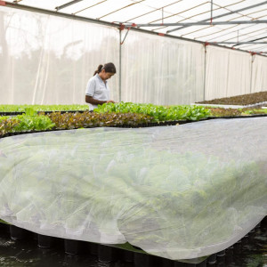 Folie de protectie impotriva inghetului pentru plante Zootop, alb, 3 x 9 m