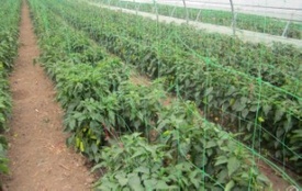 Plasa pentru Plante - 10 - 673665