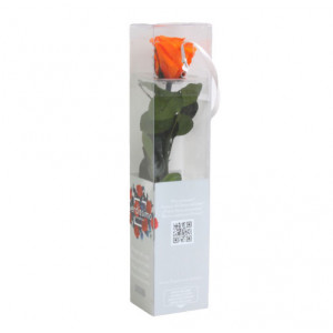 Trandafir PORTOCALIU Natural Criogenat cu tulpina 27cm + cutie transparenta