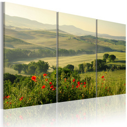 Kép - Poppies on Tuscany fields