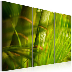 Kép - Fresh green tropical grass