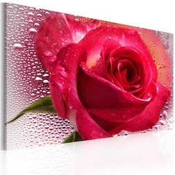 Kép - Lady Rose