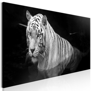 Kép - Shining Tiger (1 Part) Black and White Narrow
