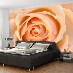 Fotótapéta - Peach-colored rose