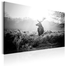 Kép - Black and White Deer