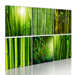 Kép - Bamboo has many faces