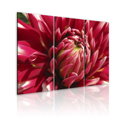 Kép - Blooming garden- dahlia