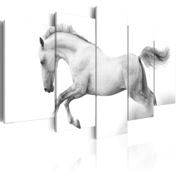 Kép - Horse- passion and freedom