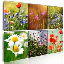 Kép - One thousand colors meadow