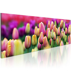 Kép - Szivárványszínű tulipán
