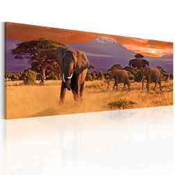 Kép - March of african elephants
