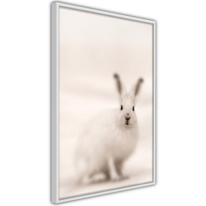 Plakát - Curious Rabbit