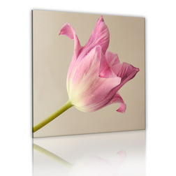 Kép - Tulip flower