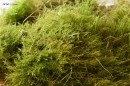 30820 Muschi natural de padure