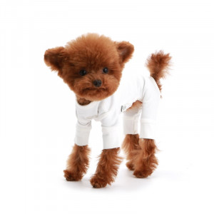 Haina caini Puppy Angel Mac PA-OR211